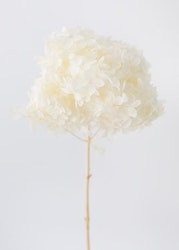 Hydrangea - Blekt vit - Torkade blommor