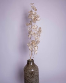 Lunaria - Torkade blommor