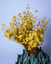 Glixia - Gul - Torkade blommor