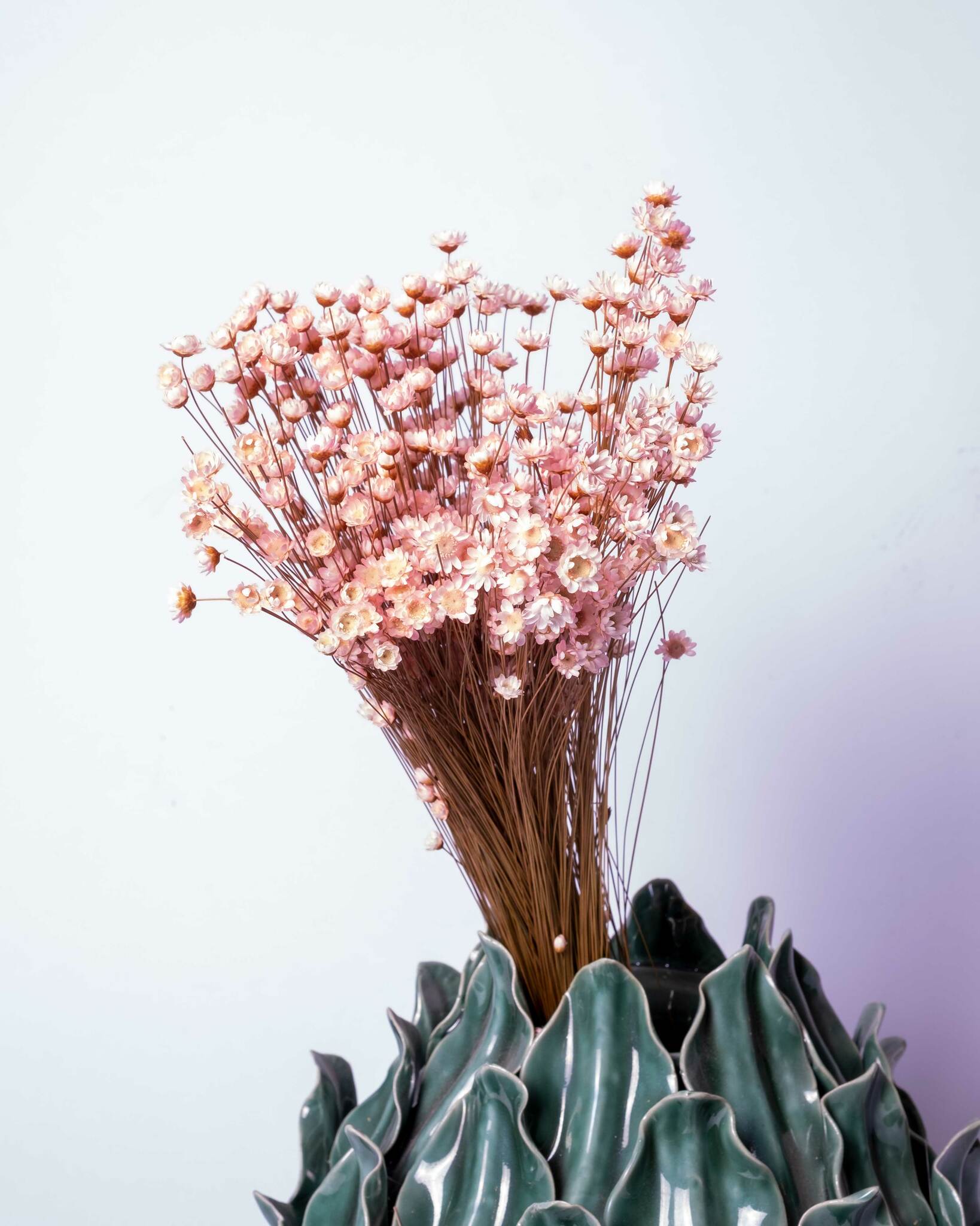 Glixia - Ljusrosa - Torkade blommor
