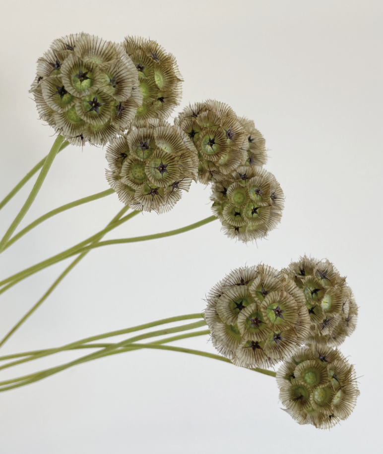 Scabiosa - Naturell - Torkade blommor
