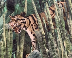 Kortärmad body i främst gröna och bruna nyanser med kaktusar och kattdjur från Molo stl 62