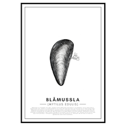 Poster Blåmussla