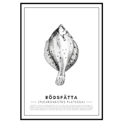 Poster Rödspätta