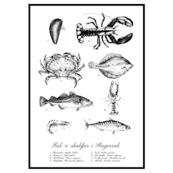 Poster Fisk & Skaldjur
