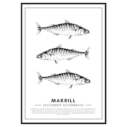 Poster Makrill