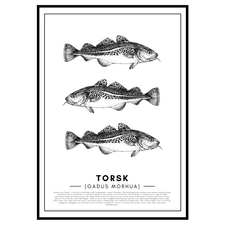 Torsk Poster