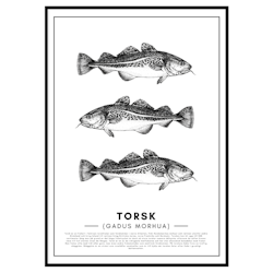 Torsk Poster