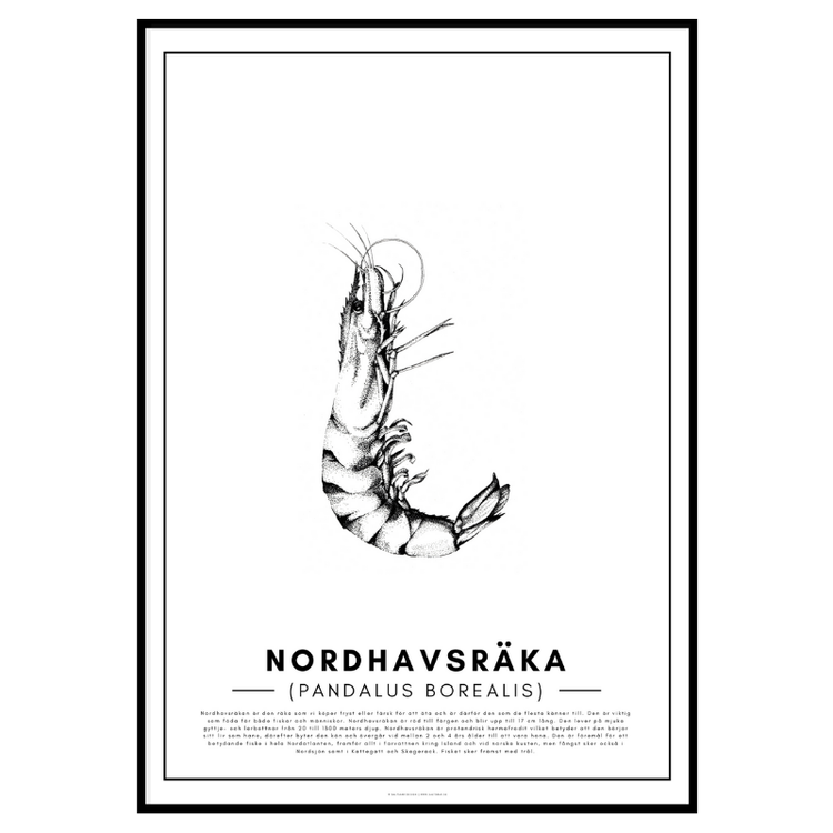 Nordhavsräka Poster