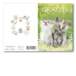 Grattiskort - Summer Cat V100.062-01