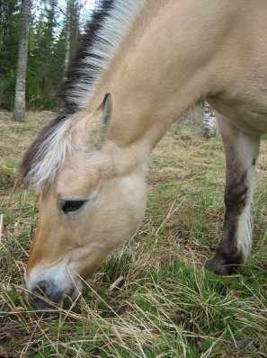 Katarinas hästrapport