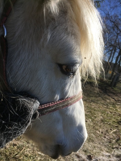 En hästhandlares Probihorse-erfarenheter