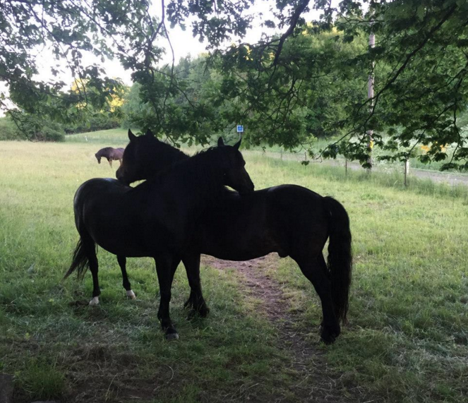 Vital eller Flytande Probihorse - vad ska jag välja?