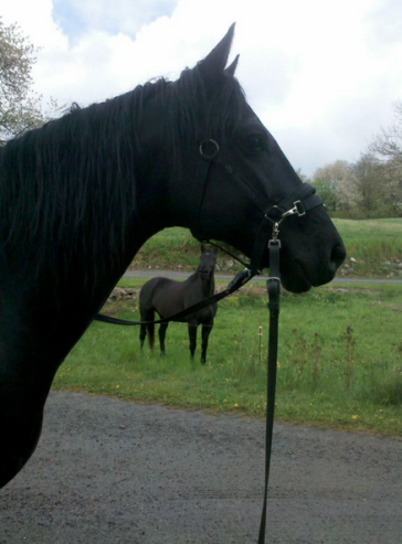 Ögat återställt med Flytande Probihorse