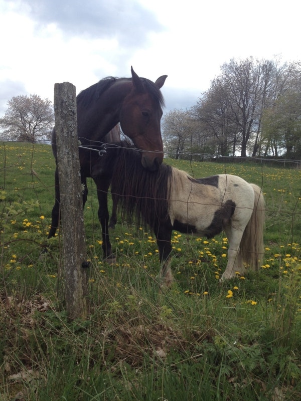 Probihorse ger friska hovar