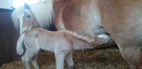 Vital Probihorse hjälpte mage och hovar