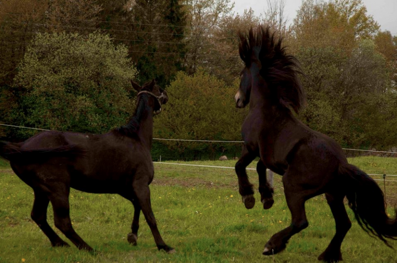 Hovformsspecialist om Probihorse