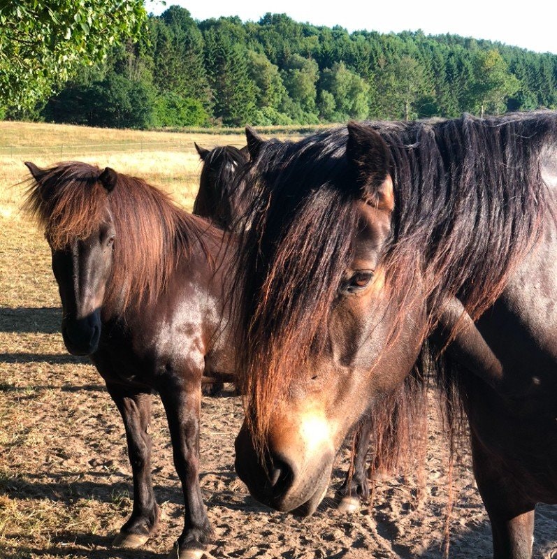 Hjälp för hud och päls med Probihorse
