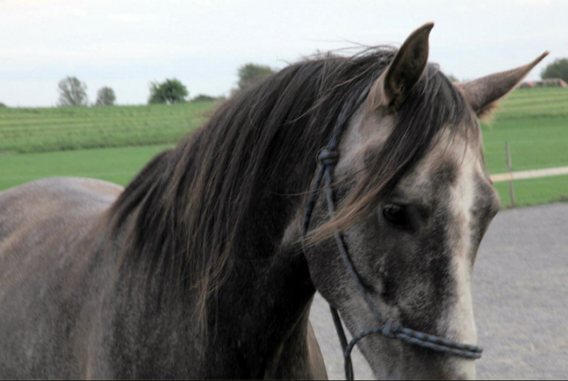 Probihorse hjälpte mot rinniga ögon och vid sårvård