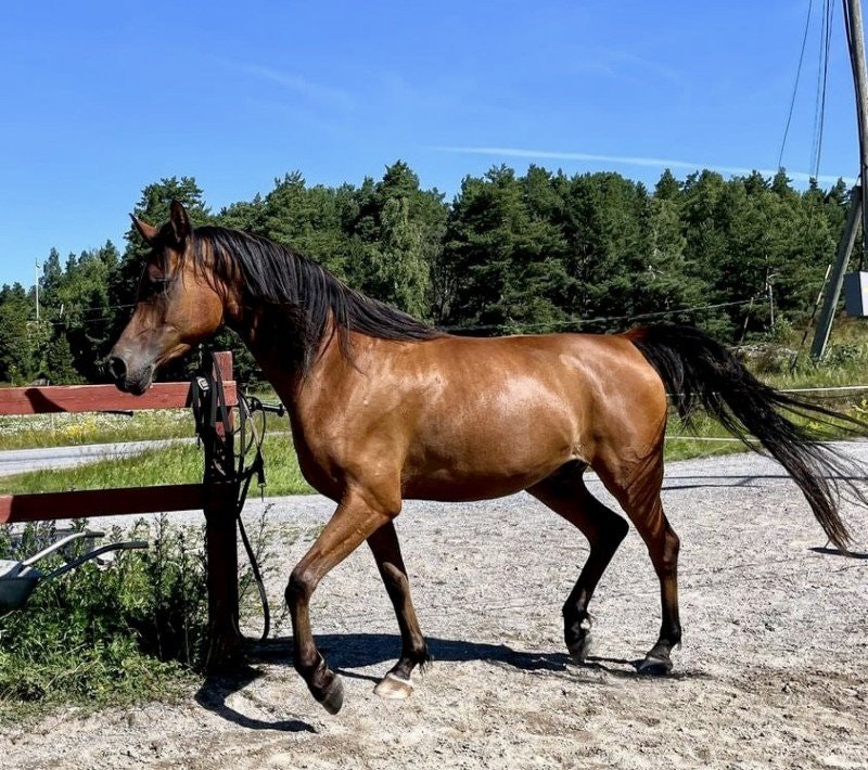 Sommarsår i munnen läkte med Probihorse