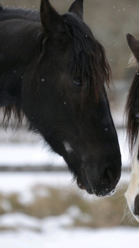 Var tog inken vägen? Probihorse Feedback