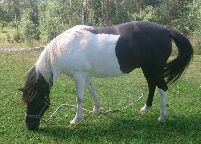 Nu kan min allergiska häst äta gräs igen