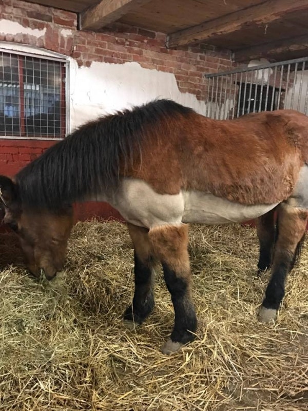 27-åring med Cushing pigg och busig igen