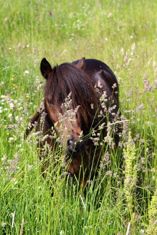 LiMinishetlands gästar Probihorse-blogg