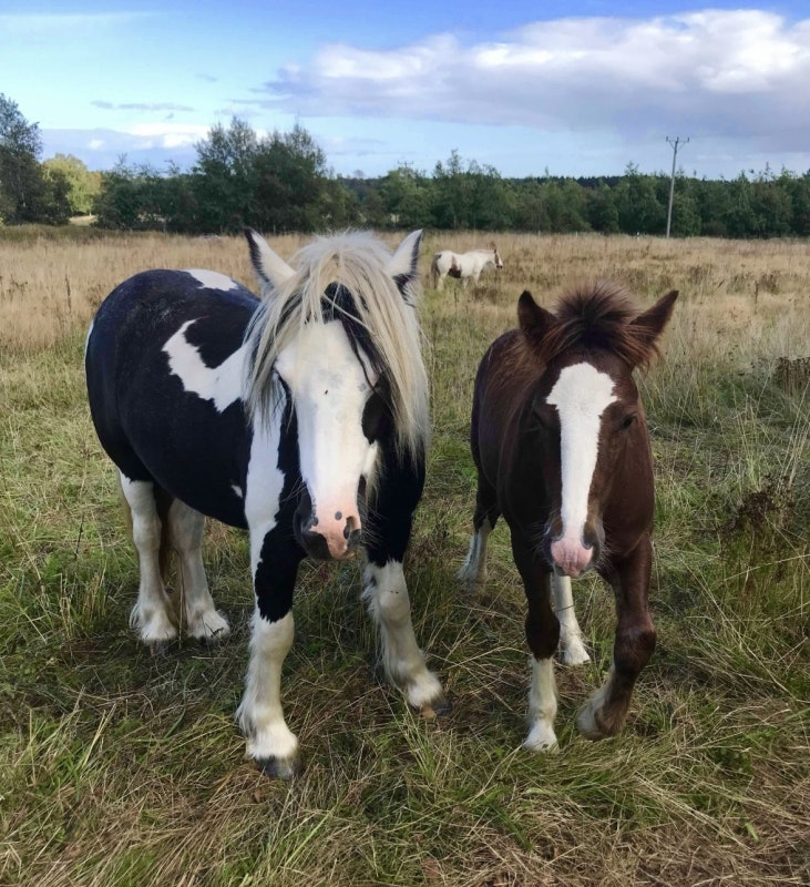 Unghästvårtor och diarré hos föl - Probihorse hjälpte!