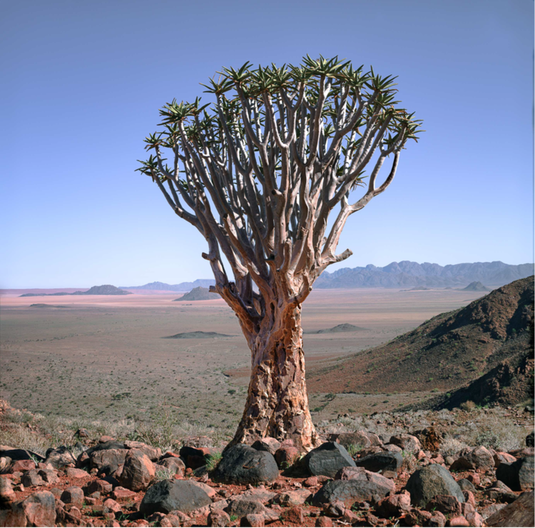 Quiver Tree, Namibia