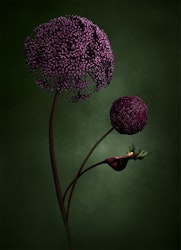 Mother Nature II