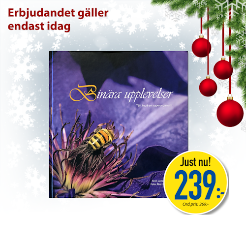 Julerbjudande Binära upplevelser