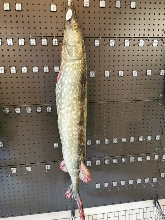 Fladen mjukisfisk gädda XL 150 cm