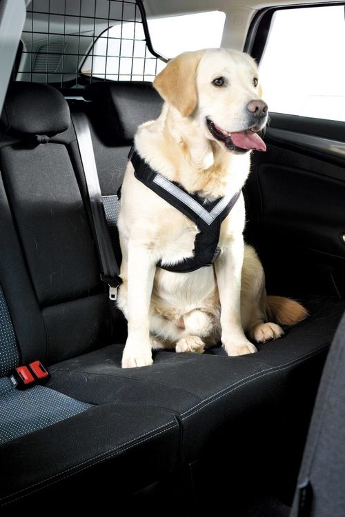 Bilbälte hund Mimsafe (krocktestad)
