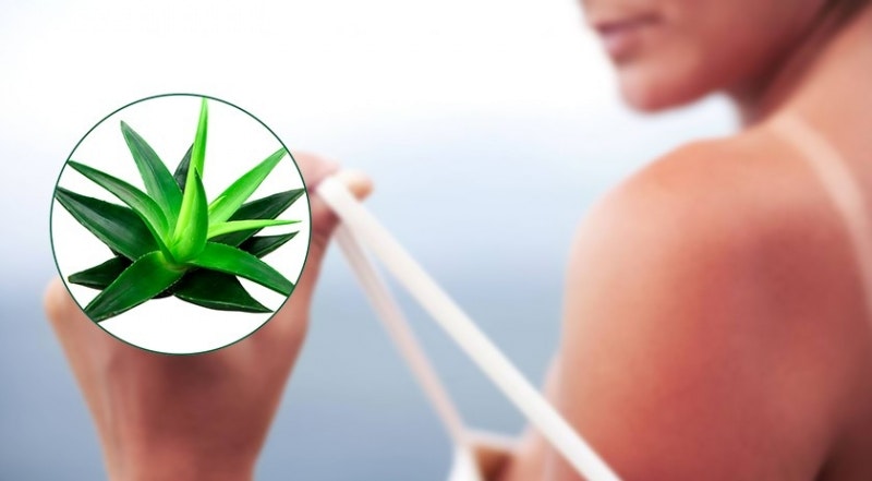 Aloe Vera vid brännskada