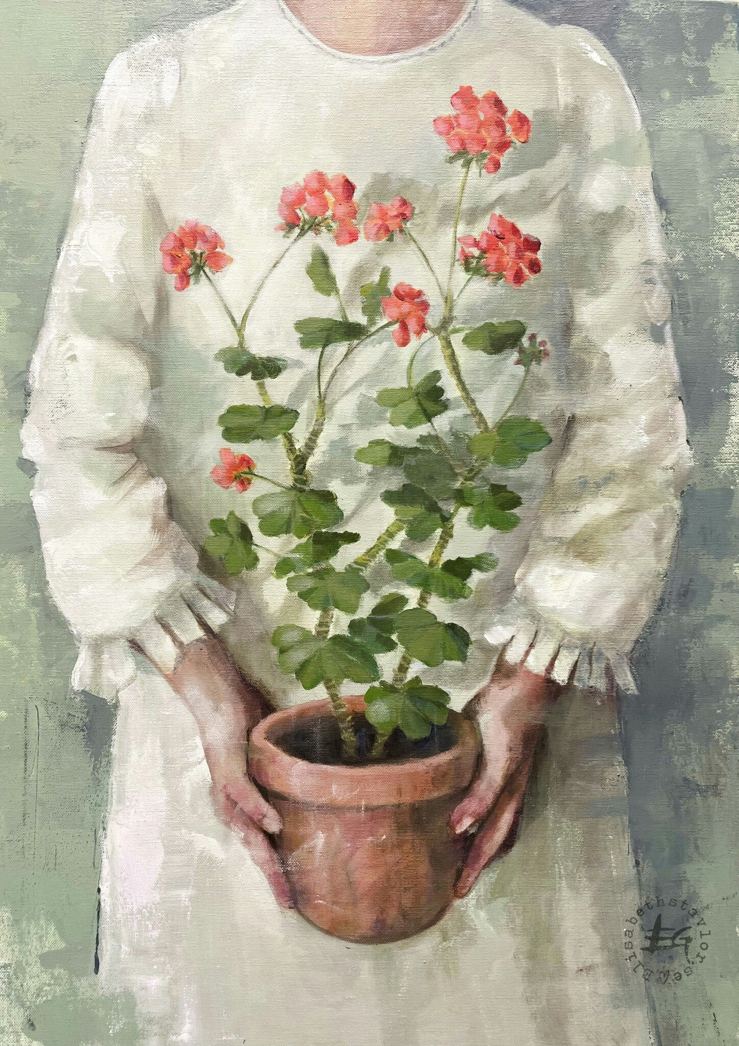 Pelargoner