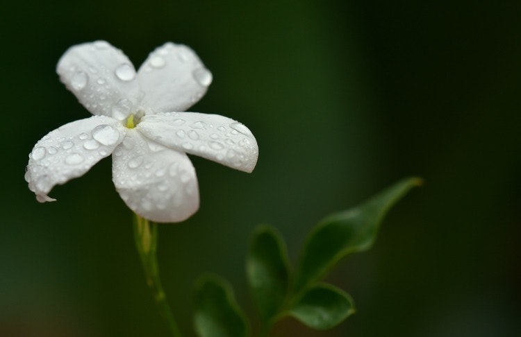 Doftolja No 20 - Jasmin & Magnolia