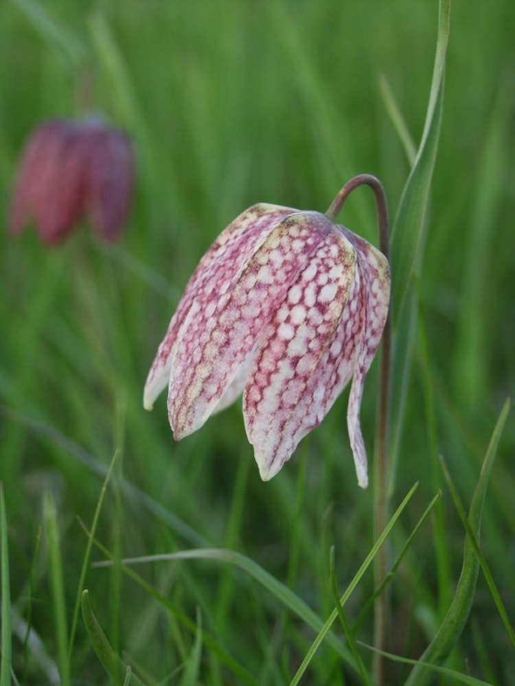 Doftolja No 1 - Meadow Lily & Cotton Mysk