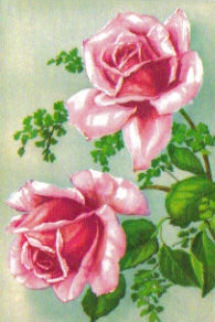 SB 005a Rosa rosor, liten