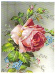 SB 045 Rosa ros