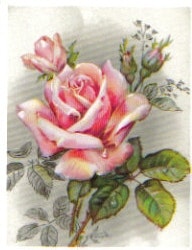 SB 046 Rosa ros