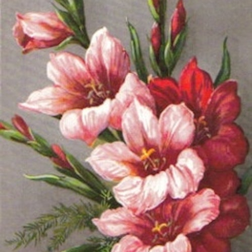 SB 077a Gladiolus