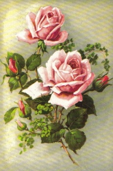 SB 080c Rosa rosor, stor
