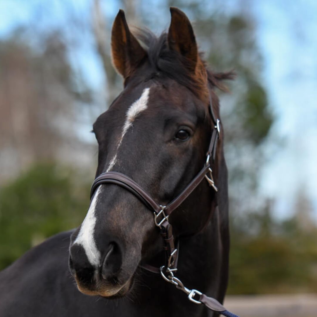 Eqviptus Equestrian Official > Grimmor