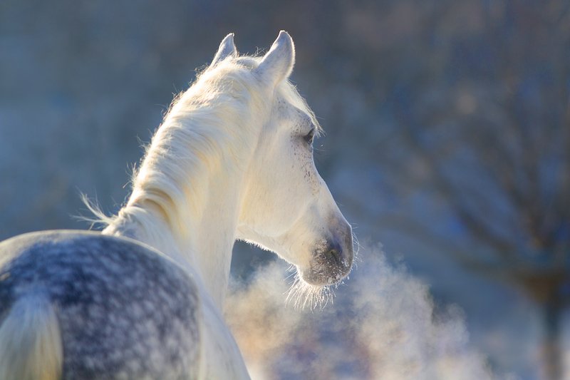 Equiopatens tankar kring hästen och vintern - del 2