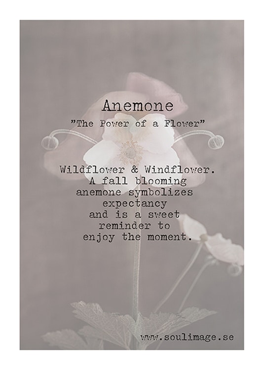 Anemone - "Power of a Flower"