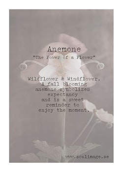 Anemone - "Power of a Flower"