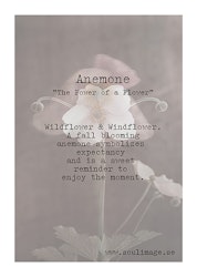 Anemone - "Power of a Flower"