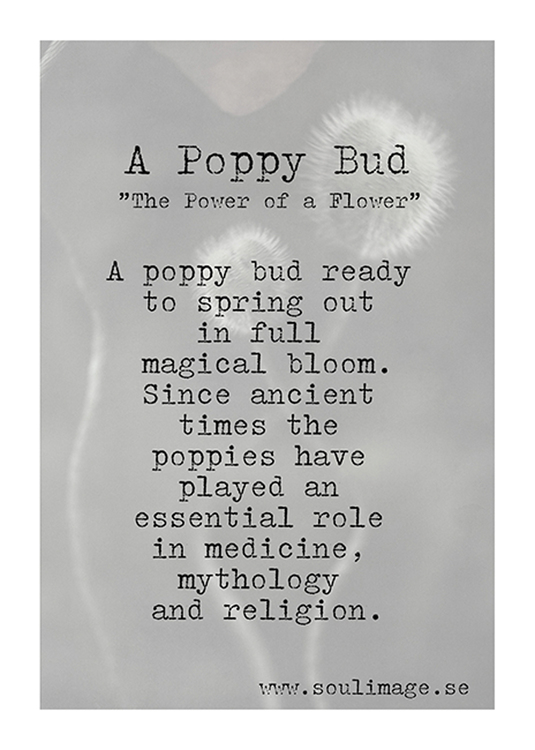 A Poppy Bud - "Power of a Flower"