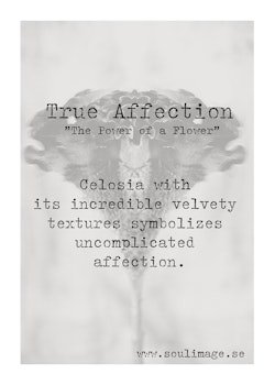 True Affection - "Power of a Flower"